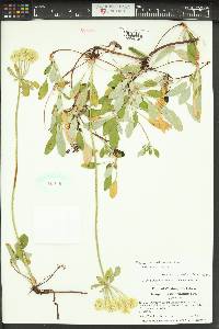 Eriogonum umbellatum var. majus image