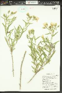 Mentzelia longiloba var. longiloba image