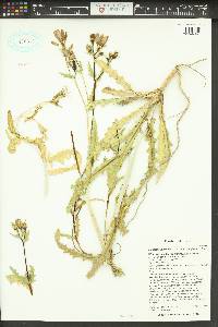 Mentzelia longiloba var. longiloba image