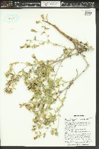 Mentzelia longiloba var. yavapaiensis image