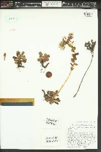 Sedum laxum subsp. heckneri image