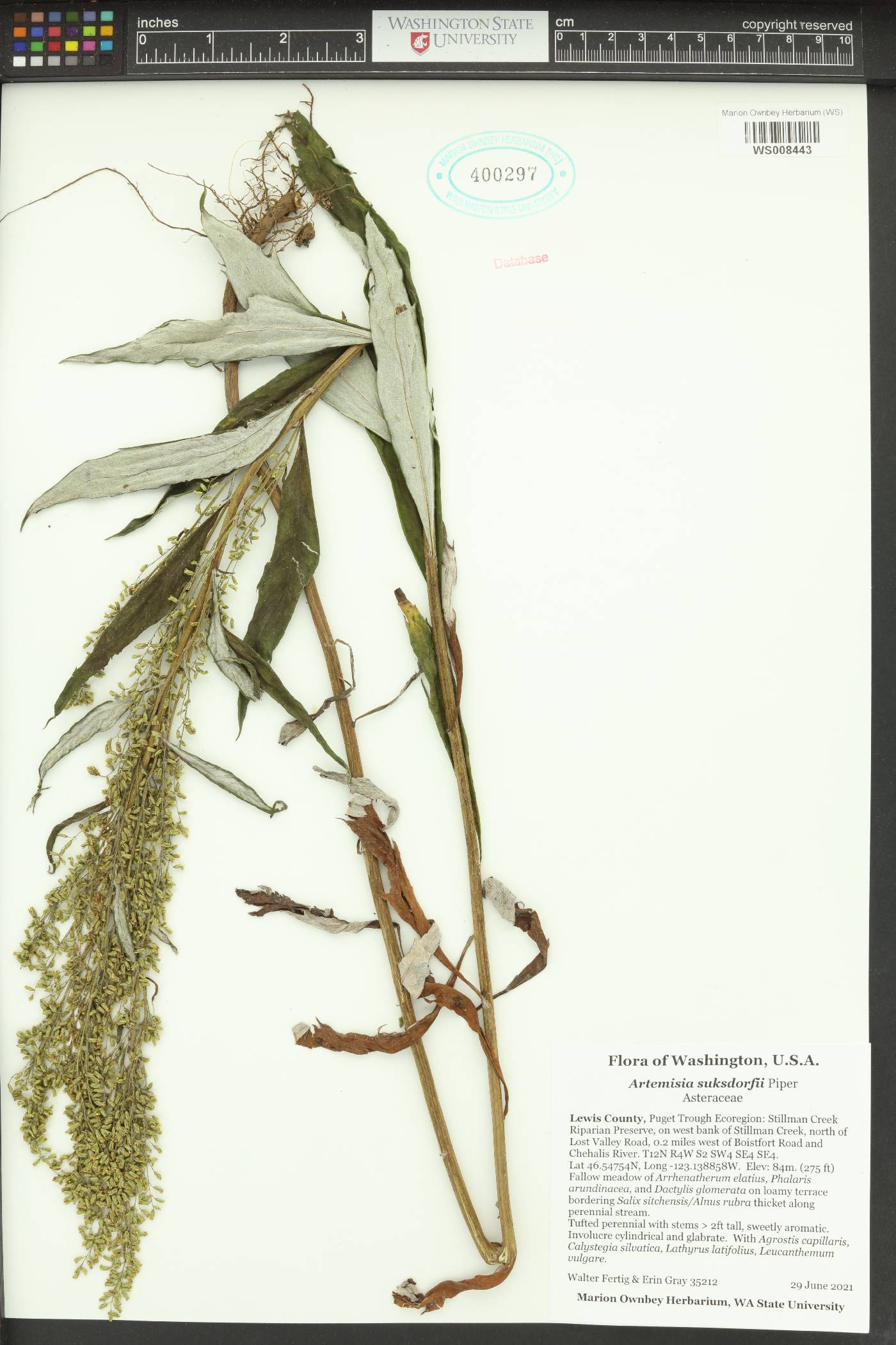 Artemisia suksdorfii image