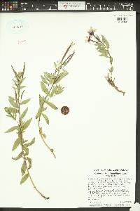 Chamerion latifolium image