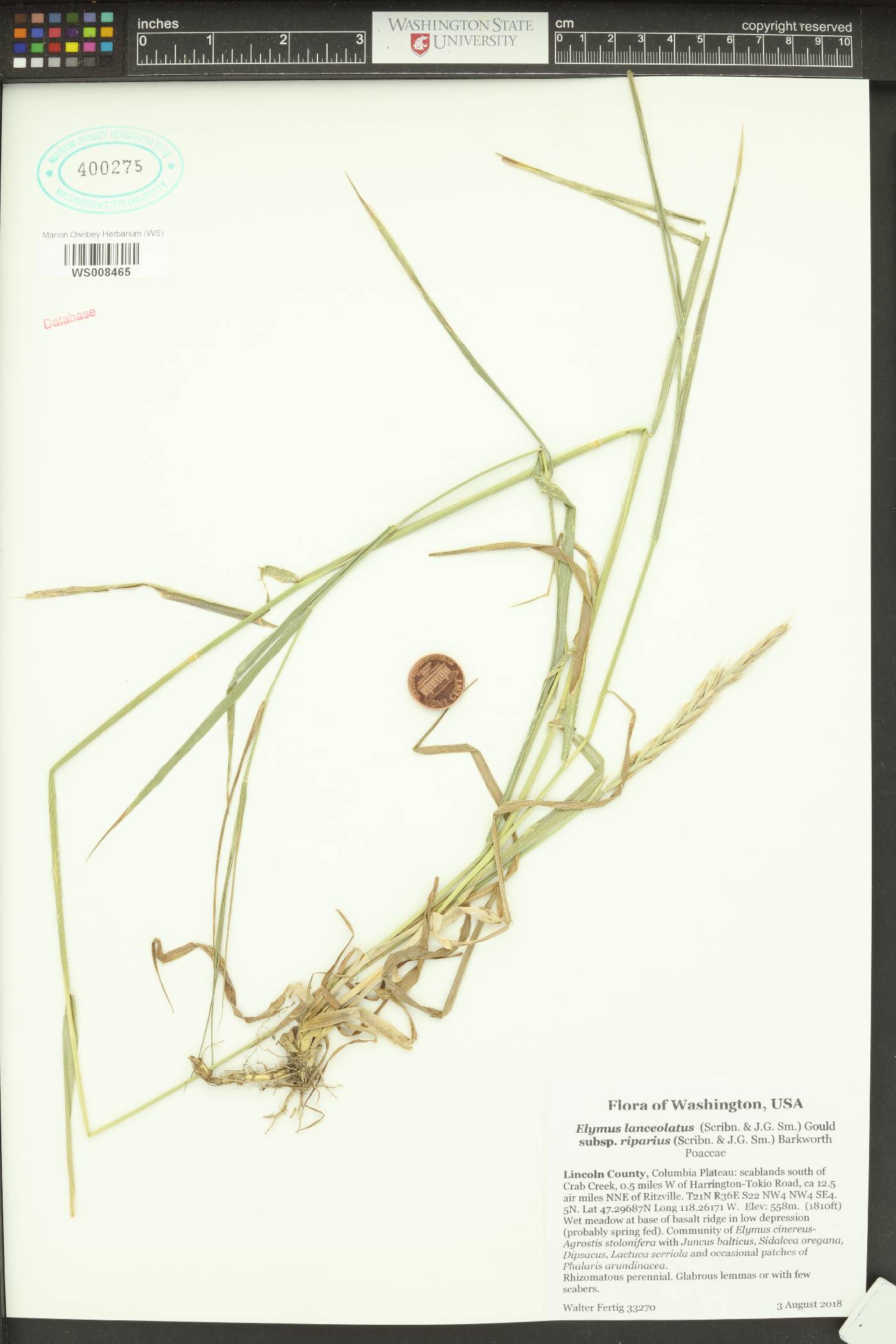 Elymus lanceolatus subsp. riparius image