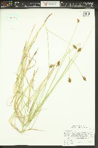 Carex subfusca image