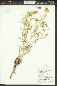 Mentzelia longiloba var. yavapaiensis image