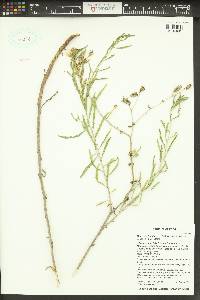 Mentzelia longiloba var. yavapaiensis image