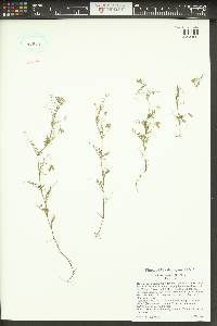 Vicia hirsuta image