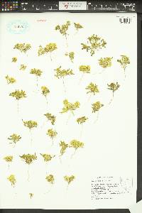 Lepidium flavum image