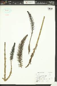 Hippuris vulgaris image