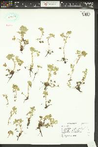 Potentilla rivalis image