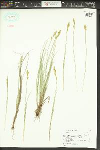 Carex canescens var. canescens image