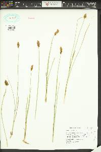 Carex simulata image