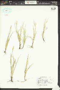 Carex aurea image