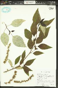 Populus trichocarpa image