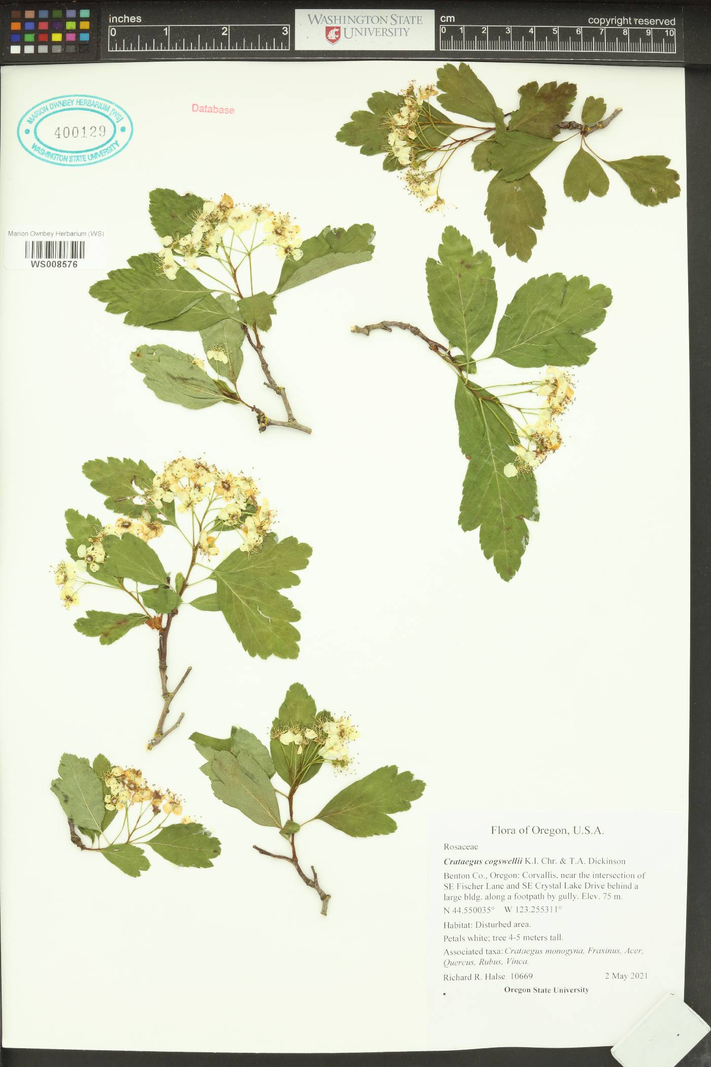 Crataegus × cogswellii image