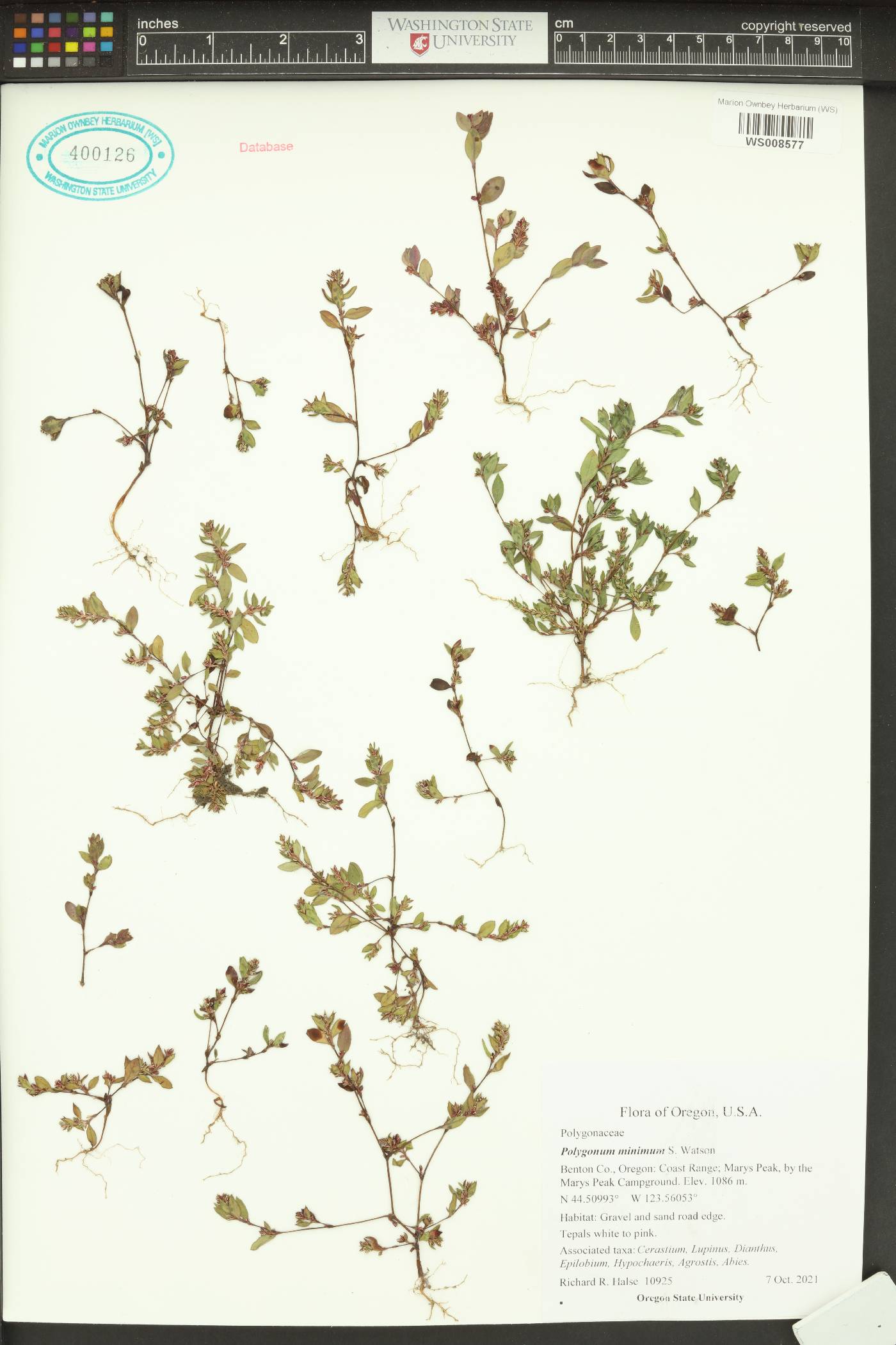 Polygonum minimum image