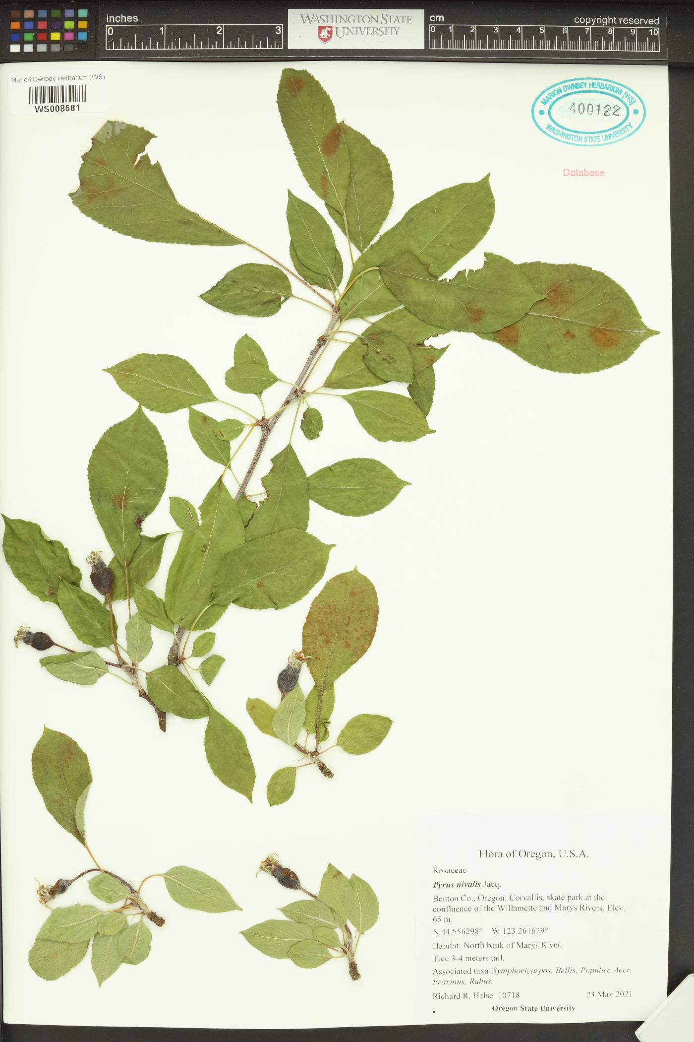 Pyrus nivalis image