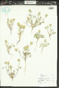 Chaenactis macrantha image