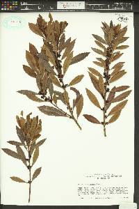 Myrica californica image