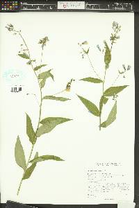 Mertensia franciscana image