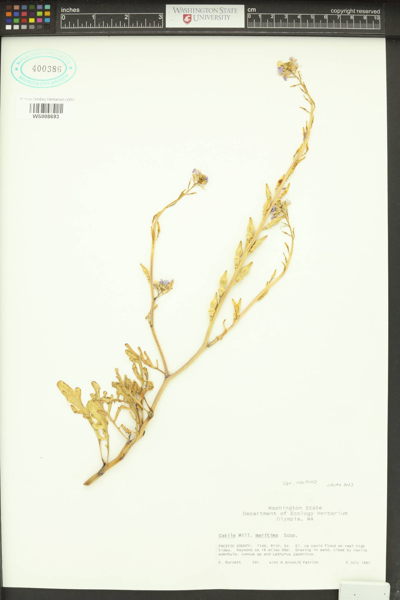 Cakile maritima var. maritima image
