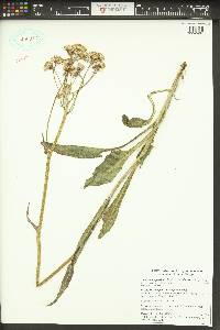 Senecio integerrimus image