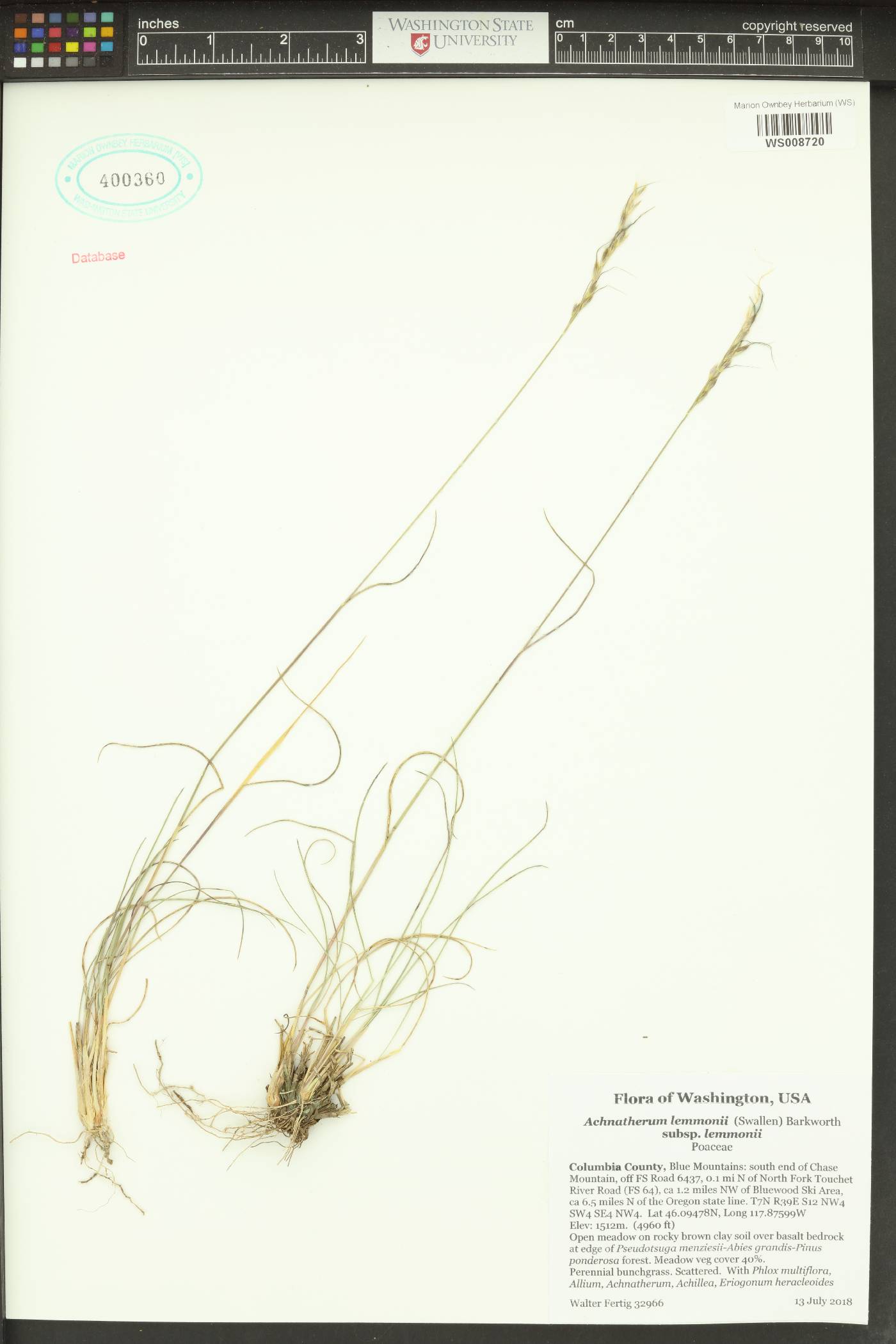 Achnatherum lemmonii subsp. lemmonii image