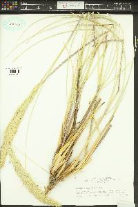 Ammophila arenaria image