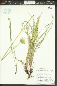 Agoseris grandiflora image