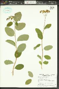 Spiraea lucida image