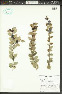 Vaccinium ovatum image