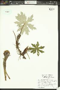 Petasites frigidus var. palmatus image