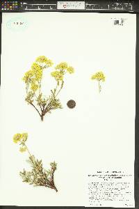Eriogonum sphaerocephalum image