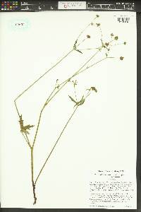 Sanicula crassicaulis image