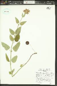 Agastache urticifolia image