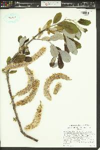 Salix hookeriana image