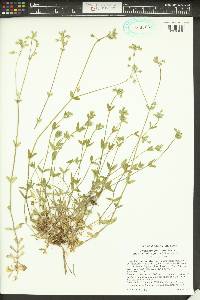 Cerastium fontanum subsp. vulgare image