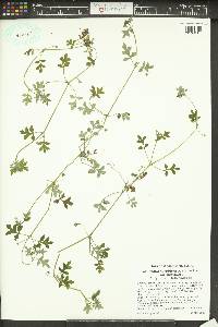 Nemophila parviflora var. parviflora image