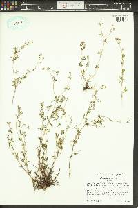 Potentilla argentea image