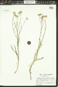 Erigeron corymbosus image