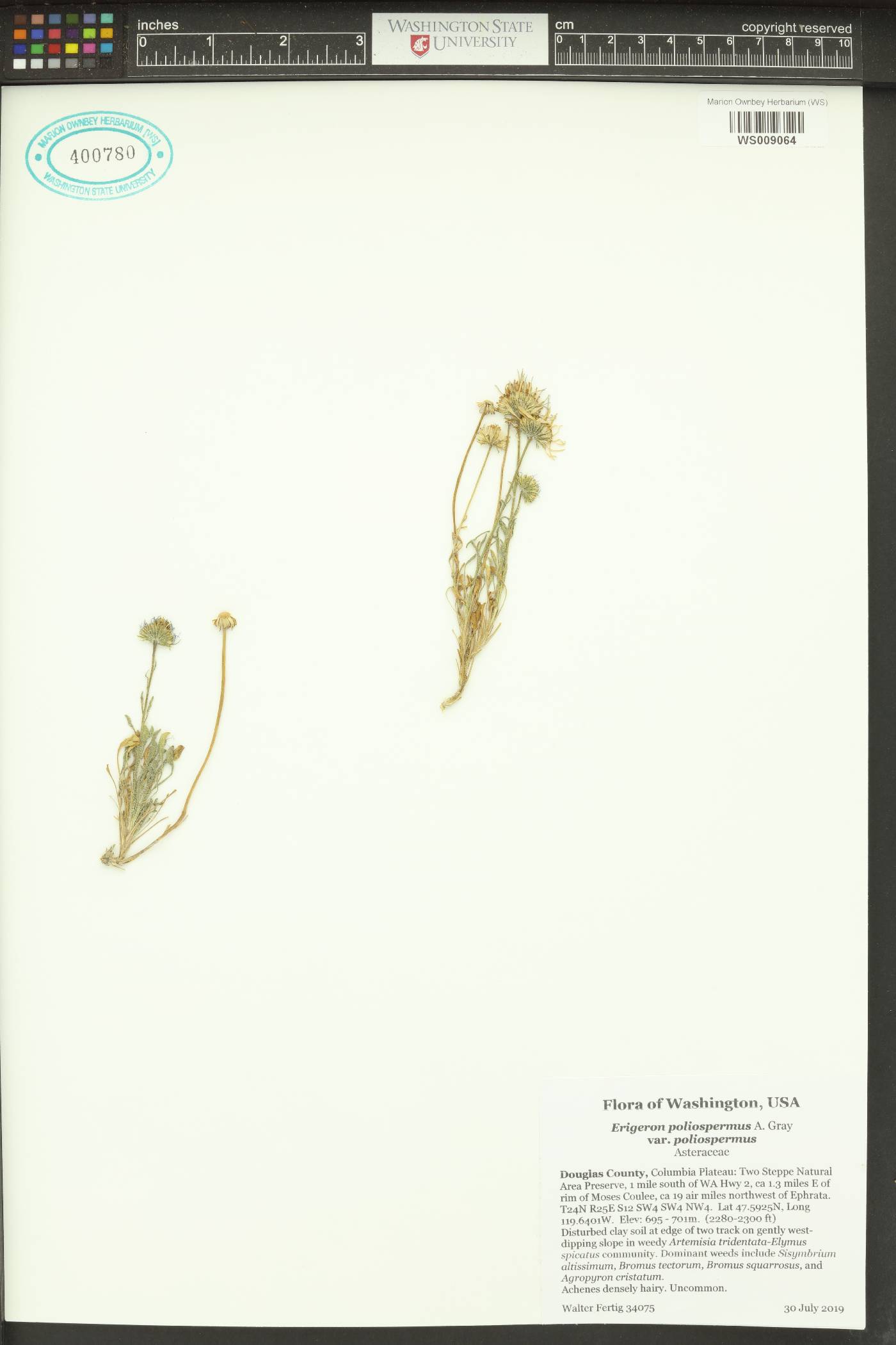 Erigeron poliospermus image