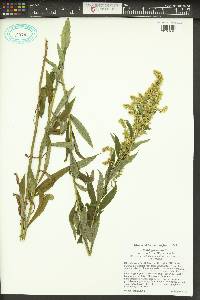 Solidago lepida var. salebrosa image