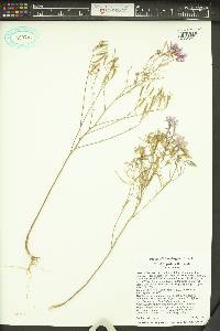 Clarkia pulchella image