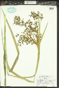 Scirpus microcarpus image