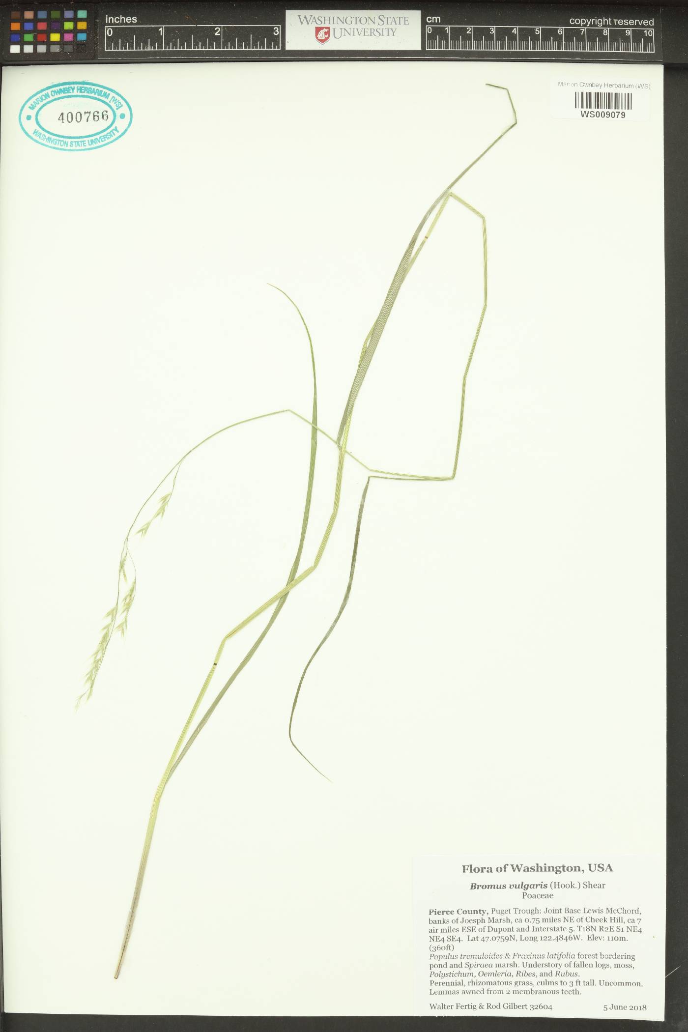 Bromus vulgaris image