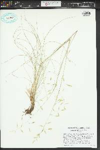 Festuca idahoensis image