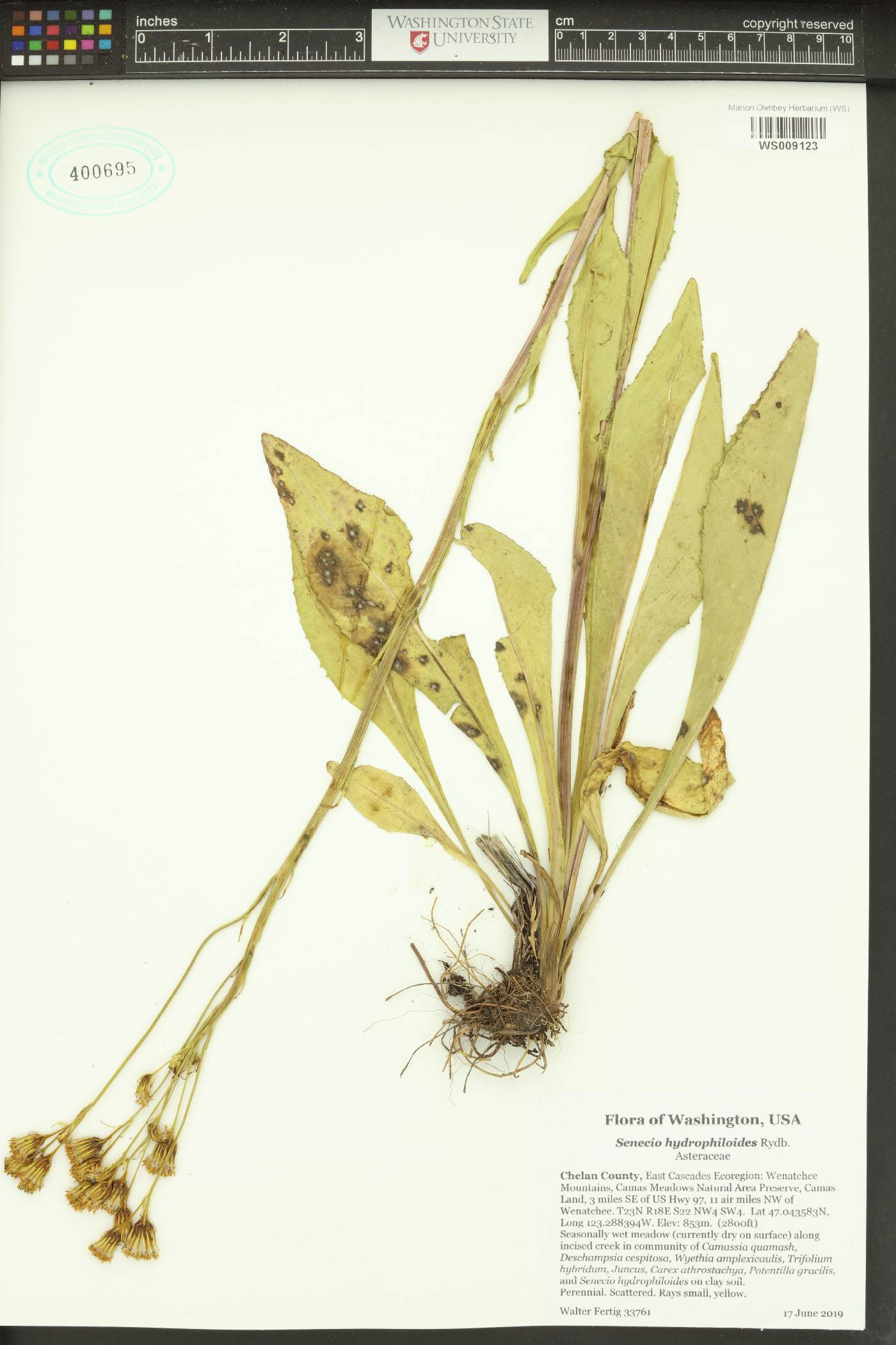 Senecio hydrophiloides image