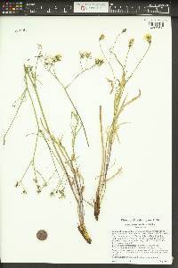 Crepis atribarba image