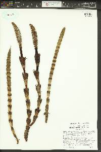 Equisetum telmateia subsp. braunii image